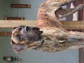 Profilfoto  bikerhexe24