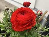 Profilfoto  FrannyCo