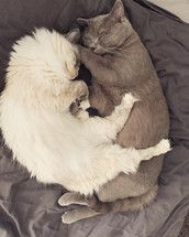 Profilfoto  maschari