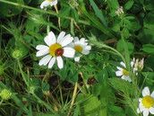 Profilfoto  Hutzelchen