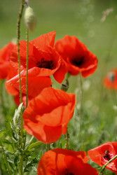 Profilfoto  Juliaumbria