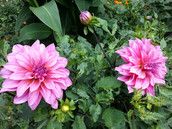 Profilfoto  TanjadieFee