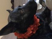 Profilfoto  Audigirl