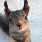 Profilfoto  Eichhorn-Mama