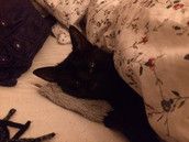 Profilfoto  bigswell