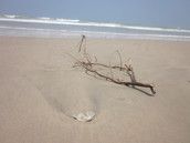 Profilfoto  mamaghana