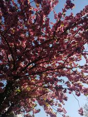 Profilfoto  Tinchenhalt