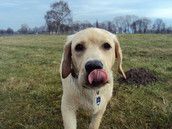 Profilfoto  molestar