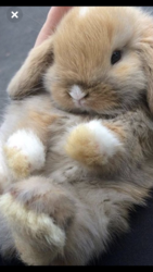 Profilfoto  Aprilhase