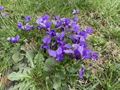 Profilfoto  Oceanwind