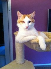 Profilfoto  minnemaus