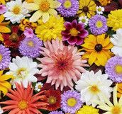 Profilfoto  salbei89