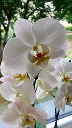 Profilfoto  xxSaphira666xx