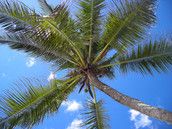 Profilfoto  caya2004