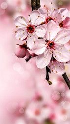 Profilfoto  Solnoschka96