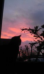 Profilfoto  crystaleyes