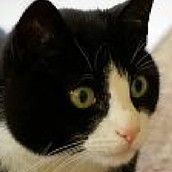 Profilfoto  Die_Alicia