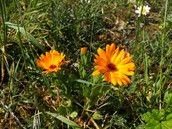 Profilfoto  Silmaril