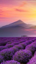 Profilfoto  Camaliya