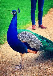 Profilfoto  Franzii_95