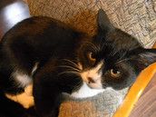 Profilfoto  FrauKaese