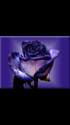 Profilfoto  Sternenmama2