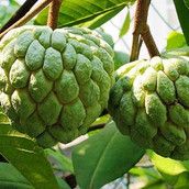 Profilfoto  Cherimoya