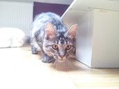 Profilfoto  Stefanie461996