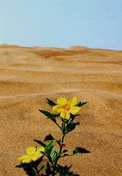 Profilfoto  Wuestenblume