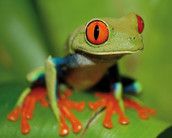 Profilfoto  giftfrosch