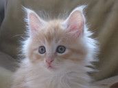 Profilfoto  SweetSunshine