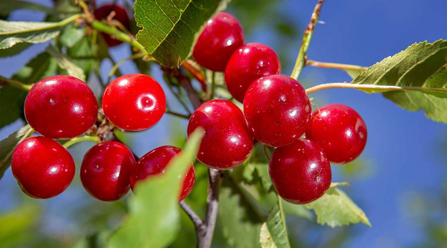 Beutelsbacher Sauerkirschsaft