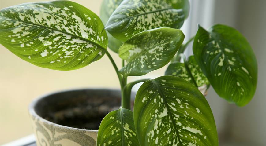 Dieffenbachien (Dieffenbachia)