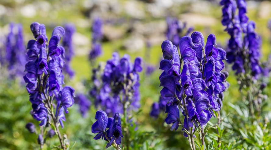 Eisenhut (Aconitum) giftig