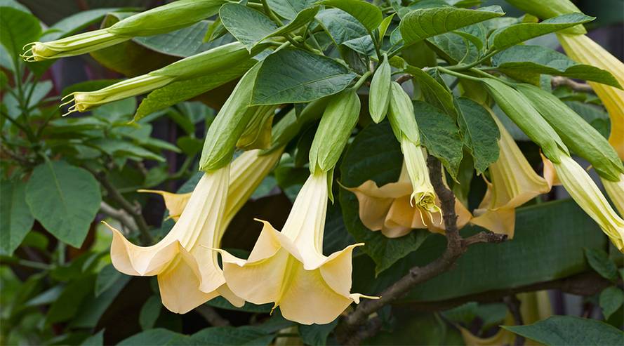 Engelstrompete giftig