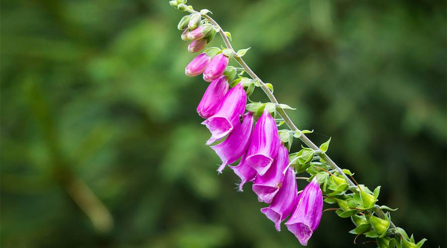 Fingerhut (Digitalis) giftig