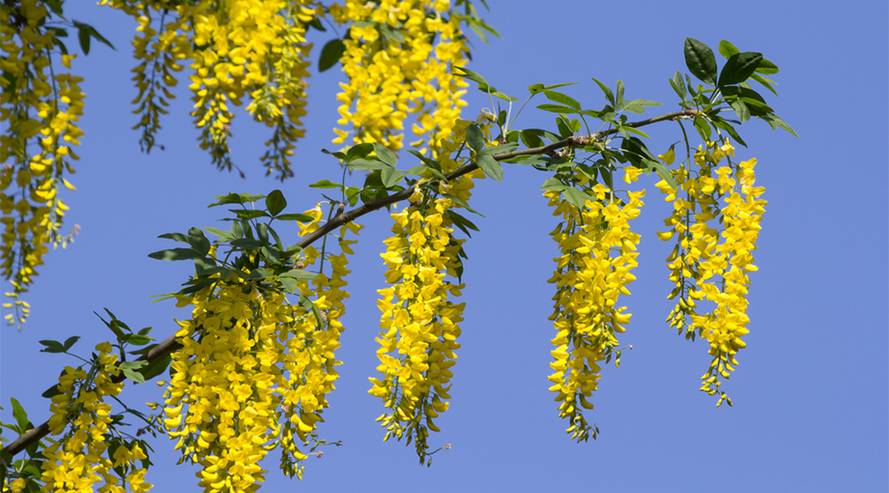 Goldregen (Laburnum) giftig