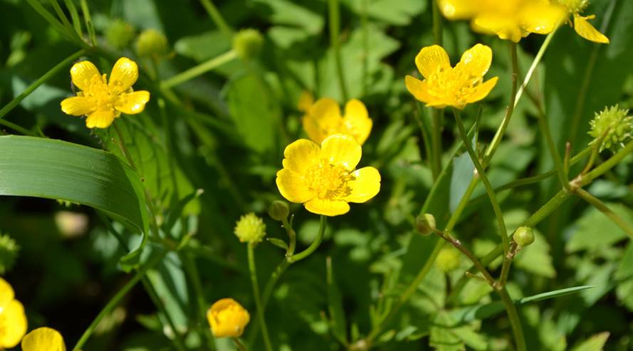 Hahnenfuß (Ranunculus) giftig