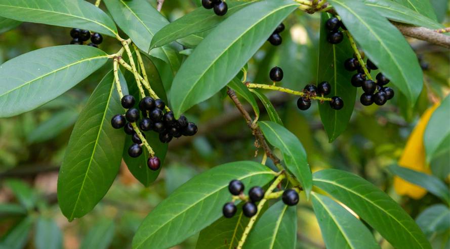 Kirschlorbeer giftig