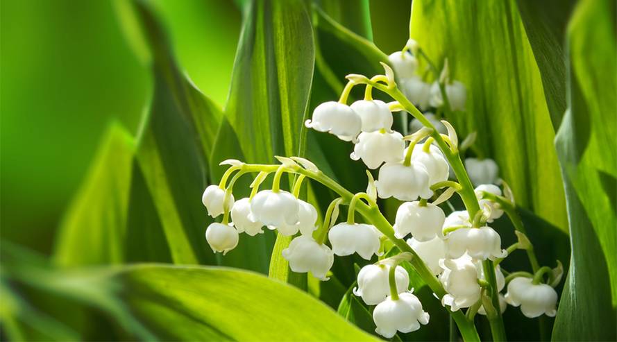 Maiglöckchen (Convallaria majalis) giftig