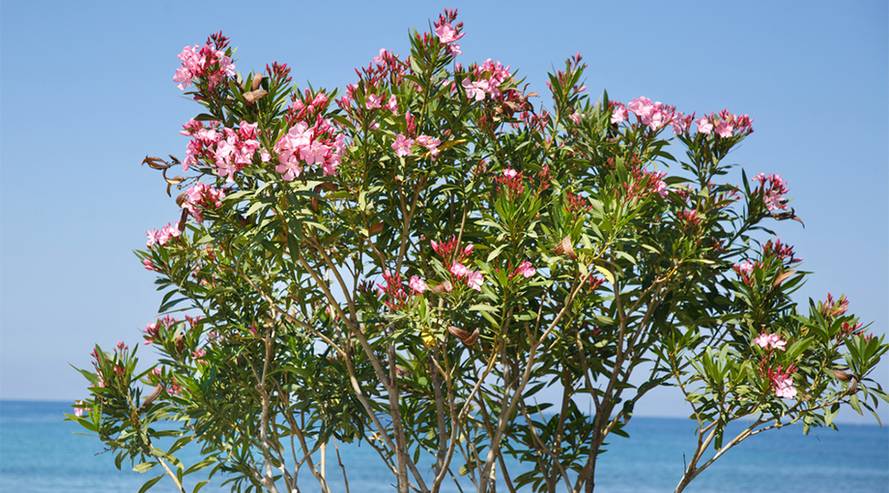 Oleander giftig