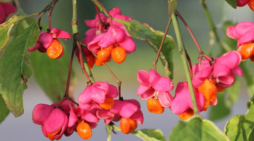 Pfaffenhütchen (Euonymus europaeus) giftig