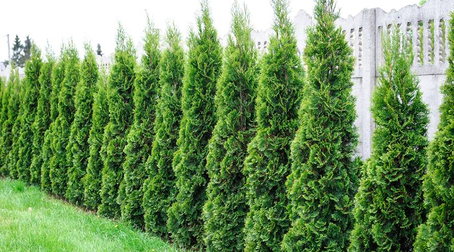 Thuja giftig