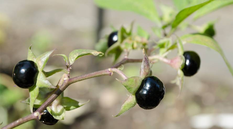 Tollkirsche (Belladonna) giftig