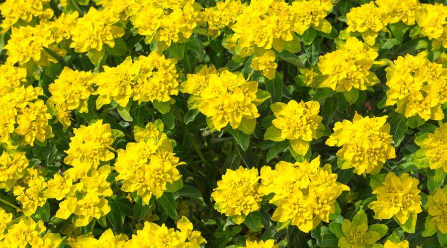 Wolfsmilch (Euphorbia)